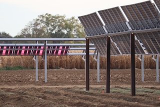 Two solar panel configurations beside rows of crops at the research site.